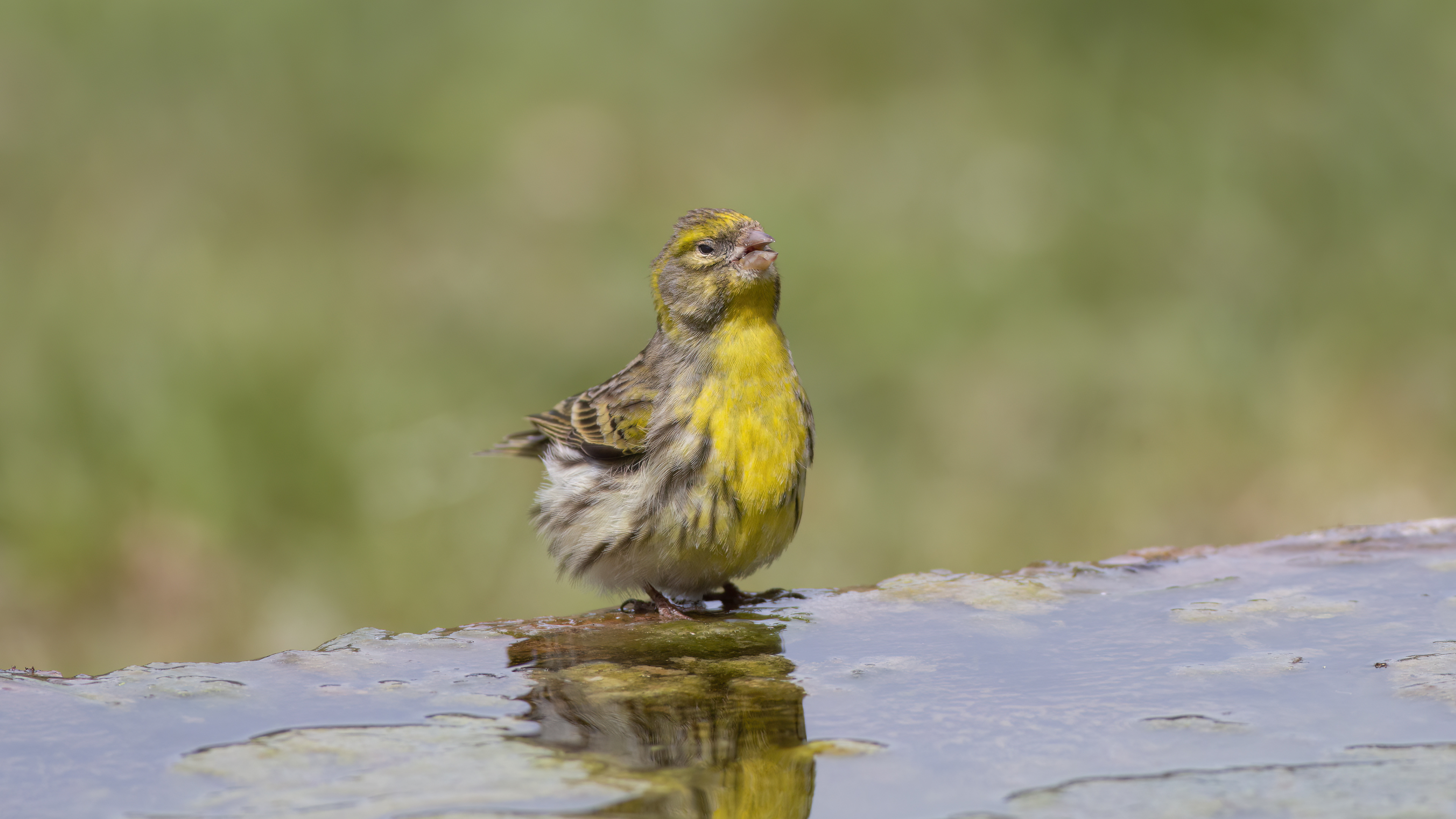 European Serin